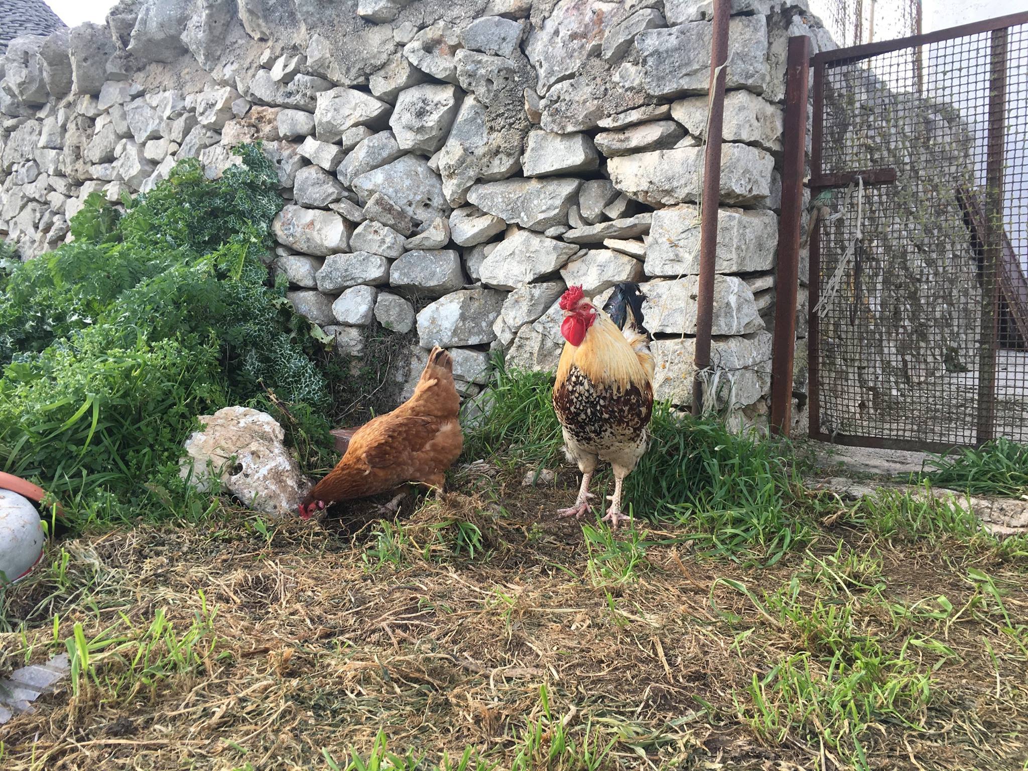 Les oeufs bio de la masseria murgia albanese