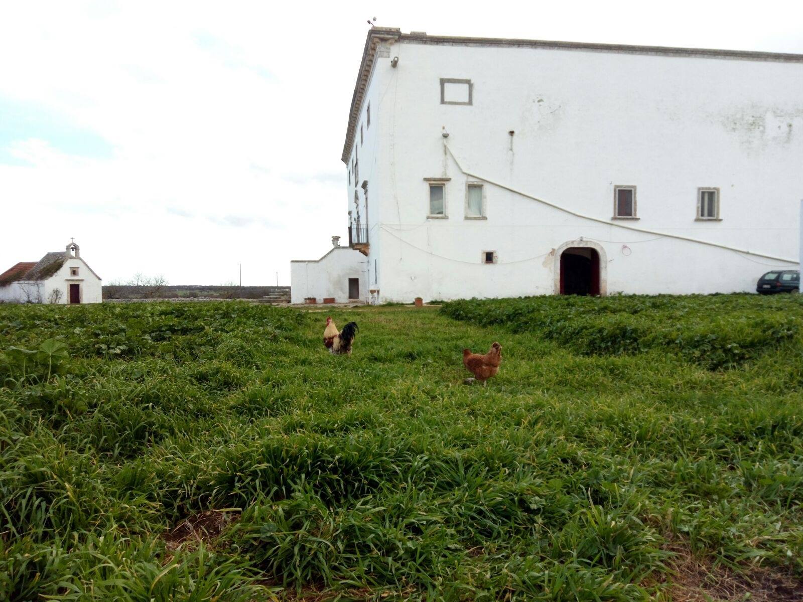 Les oeufs bio de la masseria murgia albanese