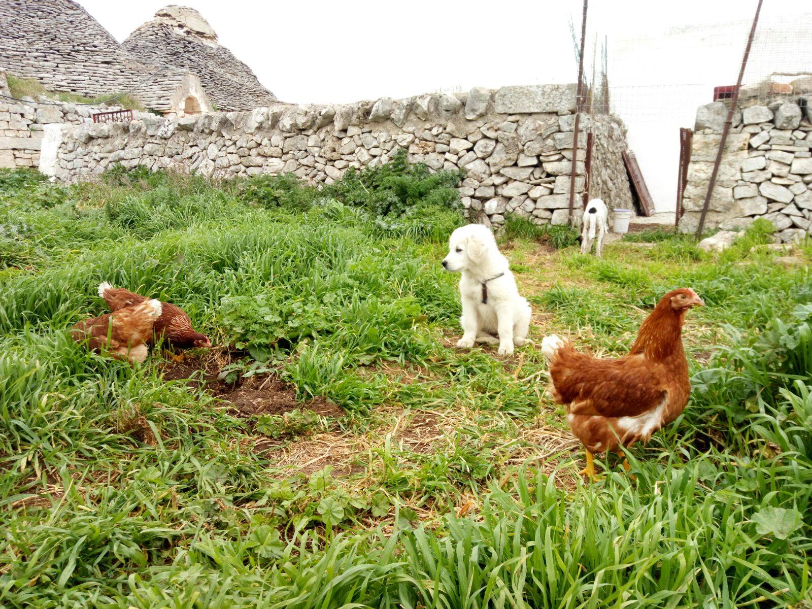 Les oeufs bio de la masseria murgia albanese