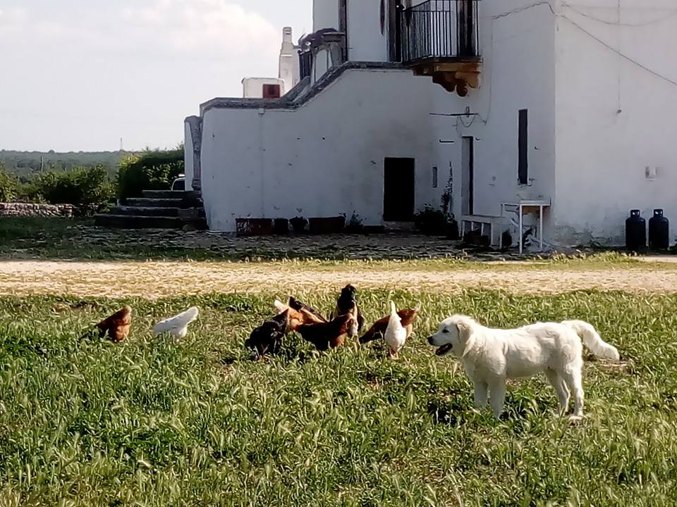 Les oeufs bio de la masseria murgia albanese