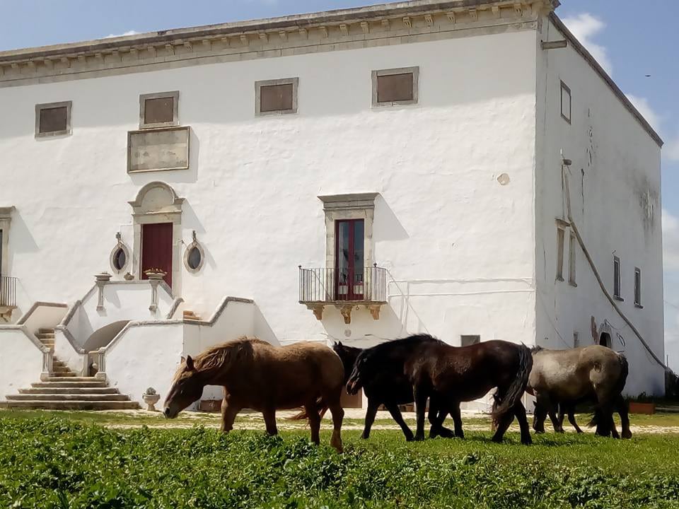 Masseria Murgia Albanese - exterieurs