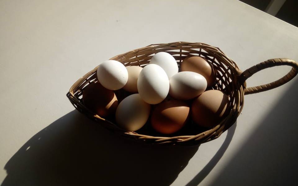 masseria murgia albanese uova biologiche